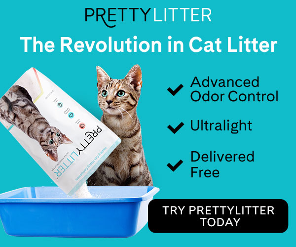 cat care meets style and innovation