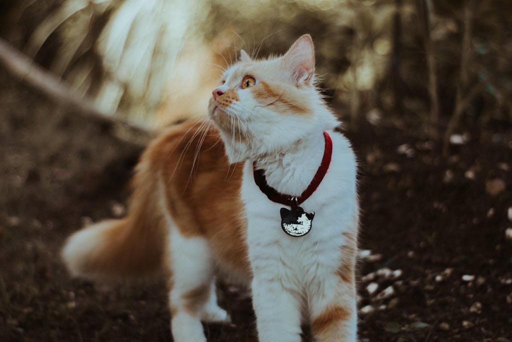 cat care meets style and innovation